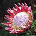 Protea cynaroides - Winter Flowering - King Protea - Indigenous Cut Flower Shrub