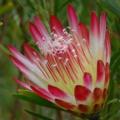 Protea repens Red Seeds - Indigenous Endemic Perennial Cut Flower Fynbos Shrub