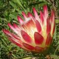 Protea repens Red Seeds - Indigenous Endemic Perennial Cut Flower Fynbos Shrub