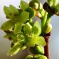 Pseudolachnostylis maprouneifolia, Kudu Berry Seeds - Indigenous Medicinal - Global Shipping