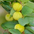 Pseudolachnostylis maprouneifolia, Kudu Berry Seeds - Indigenous Medicinal - Global Shipping