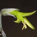 Puya mirabilis Seeds - Exotic Bromeliad - Combined Global Shipping
