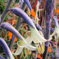 Puya mirabilis Seeds - Exotic Bromeliad - Combined Global Shipping
