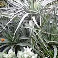 Puya venusta - 5 Seed Pack - Rare Exotic Succulent Bromeliad - Combined Global Shipping