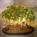 Quercus palustris Bonsai Seeds - Pin Oak - Buy Bonsai Tree Seeds in South Africa