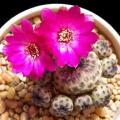 Rebutia canigueralii - 5 Seed Pack - Exotic Cactus Succulent - Combined Global Shipping