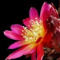 Rebutia canigueralii - 5 Seed Pack - Exotic Cactus Succulent - Combined Global Shipping