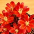 Rebutia pseudodeminuta - 5 Seed Pack - Exotic Cactus Succulent -Combined Global Shipping
