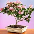 5 Rhaphiolepis indica - Indian Hawthorn Bonsai Seeds + Free Bonsai eBook - Exotic