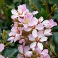 5 Rhaphiolepis indica - Indian Hawthorn Shrub Seeds + Free Seeds with ALL orders - Exotic