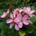 5 Rhaphiolepis indica - Indian Hawthorn Shrub Seeds + Free Seeds with ALL orders - Exotic