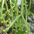 5 Rhipsalis baccifera - Mistletoe Cactus Seeds - Succulent + Free Seeds with ALL orders