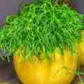 5 Rhipsalis baccifera - Mistletoe Cactus Seeds - Succulent + Free Seeds with ALL orders
