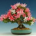 Rhododendron degronianum Seeds - Evergreen Shrub Bonsai Exotic - Combined Worldwide Shipping