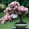 Rhododendron degronianum Seeds - Evergreen Shrub Bonsai Exotic - Combined Worldwide Shipping