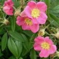 5 Rosa davidii Seeds - Father David's Rose - Perennial Flowering Shrub - Combined Worldwide Shipping