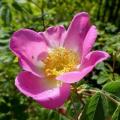 5 Rosa davidii Seeds - Father David's Rose - Perennial Flowering Shrub - Combined Worldwide Shipping