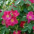 5 Rosa moyesii - Moyes Rose - Perennial Flowering Shrub - Combined Worldwide Shipping