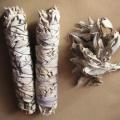 Salvia apiana - White Sage, Bee Sage, or Sacred Sage - 5 Seed Pack - Ethnobotanical