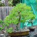 Samanea saman - Monkeypod or Rain Tree Bonsai - 5 Seeds + FREE Gifts Seeds + Bonsai eBook