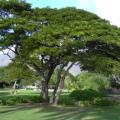 Samanea saman Seeds - Monkeypod or Rain Tree Tree or Shrub