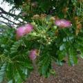 Samanea saman Seeds - Monkeypod or Rain Tree Tree or Shrub