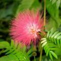 Samanea saman Seeds - Monkeypod or Rain Tree Tree or Shrub