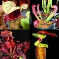 Mixed Pitcher Plant Seeds - Carnivorous Sarracenia Mixed Species, Varieties and Hybrids Seeds