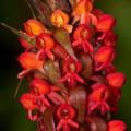 10+ Satyrium coriophoroides Seeds - Perennial African Orchid - Combined Global Ship Rates