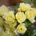 Rosa banksiae Seeds - Lady Banks' Rose Perennial Shrub - Combined Ship Rate