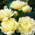 Rosa banksiae Seeds - Lady Banks' Rose Perennial Shrub - Combined Ship Rate