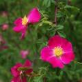 Rosa prattii Seeds - Rose Perennial Shrub - Combined Ship Rate