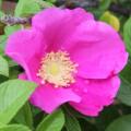 Rosa prattii Seeds - Rose Perennial Shrub - Combined Ship Rate