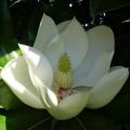 6 Magnolia grandiflora Seeds - Southern Magnolia Tree Seeds To Buy in South Africa