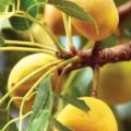 Sclerocarya birrea subsp. caffra - Marula Tree -5 Seed Pack- Indigenous Edible Fruit Medicinal