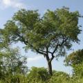 Sclerocarya birrea subsp. caffra - Marula Tree -5 Seed Pack- Indigenous Edible Fruit Medicinal