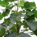 Ficus abutilifolia, Rock Wild Fig, Rock-Splitting Fig Tree Seeds, Indigenous Medicinal