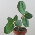 Ficus glumosa Seeds - African Rock-fig - Indigenous Bonsai - Combined Global Shipping