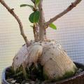Ficus glumosa - African Rock-fig - 10+ Seed Pack - Indigenous Bonsai - Combined Global Shipping