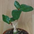 Ficus glumosa Seeds - African Rock-fig - Indigenous Bonsai - Combined Global Shipping