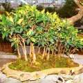 Ficus ilicina - Laurel Fig Seeds - South African Indigenous Bonsai Tree + Free Bonsai e-Book