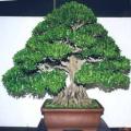 Ficus ilicina - Laurel Fig Seeds - South African Indigenous Bonsai Tree + Free Bonsai e-Book