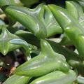 Senecio peregrinus Seeds - Buy Seeds for Indigenous South African Succulents + FREE SEEDS