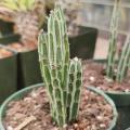 Senecio stapeliiformis Seeds - Spider Plant - Indigenous South African Native Succulent Plant