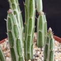 Senecio stapeliiformis Seeds - Spider Plant - Indigenous South African Native Succulent Plant