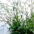 Xhosa Dream Root Silene capensis 10+ Seeds - South African Indigenous Ethnobotanical Perennial Herb