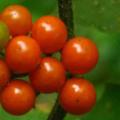 5 Solanum anguivi Seeds - Forest Bitterberry Indigenous South African Flowering Shrub Edible Fruit