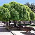 Sophora japonica - 5 Seeds - Japanese Pagoda Tree or Shrub - Combined Worldwide Shipping