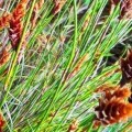 Staberoha banksii - 5 Seed Pack - Evergreen Indigenous Perennial Ornamental Grass
