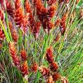 Staberoha banksii - 5 Seed Pack - Evergreen Indigenous Perennial Ornamental Grass